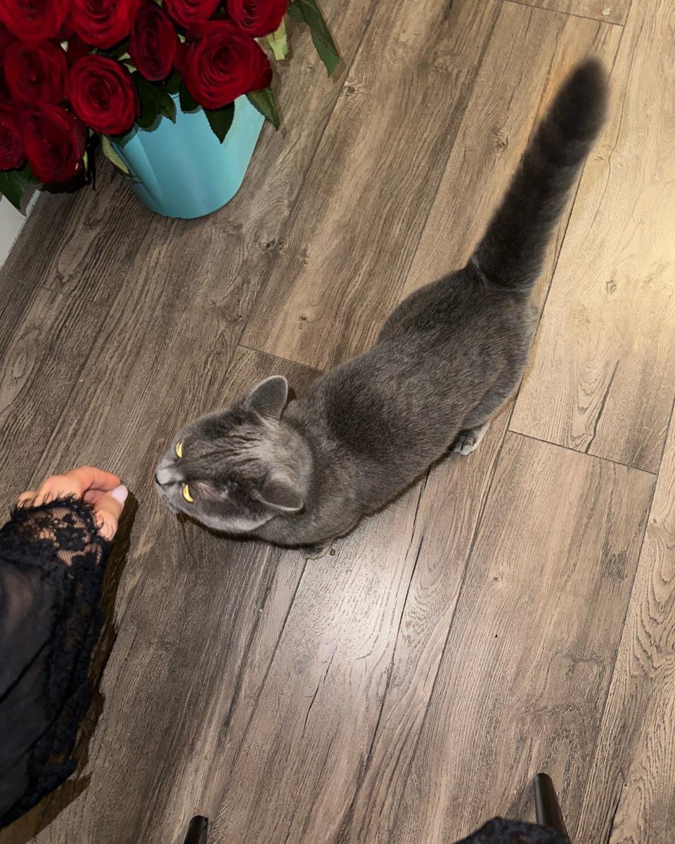 LLaura2212's tweet image. Purrfection in bloom 🌸🐱🌼
#Purrfect #MeowMode #Cat