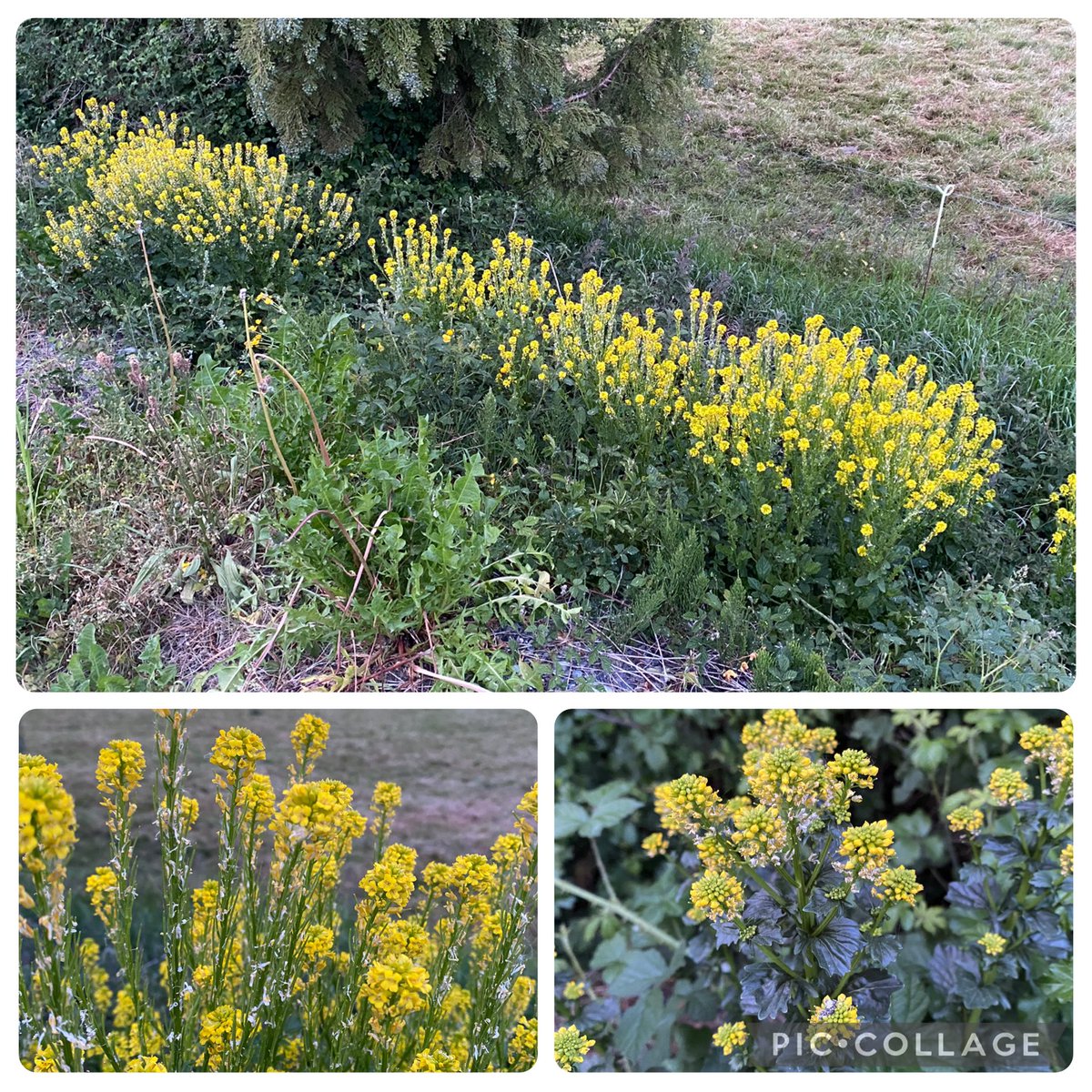 Martine🦋Brennan🍄 (@brennanmartine) on Twitter photo Winter Cress /Barbarea vulgaris brightening the road verge #wildflowerhour #wildflowershow <a href="/BSBI_Ireland/">BSBI Ireland</a> <a href="/wildflower_hour/">wildflowerhour</a> Winter Cress /Barbarea vulgaris brightening the road verge #wildflowerhour #wildflowershow <a href="/BSBI_Ireland/">BSBI Ireland</a> <a href="/wildflower_hour/">wildflowerhour</a>