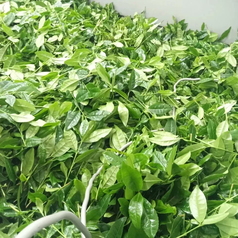 💚京まかろんｵﾝﾗｲﾝｼｮｯﾌﾟ💚
🏠️kyomacaron.thebase.in
ﾚﾋﾞｭｰ1,100件到達御礼🎁企画開催‼️

新茶の季節🌿なので…
京まかろんの王道
💚抹茶💚1箱を
5名様に🎁させて頂きます👌

応募：ﾌｫﾛｰ＆当投稿ﾘﾎﾟｽﾄ
締切：5/28㈬22時

今月最終入荷分ご予約受付中😊
是非一度お試しを✨