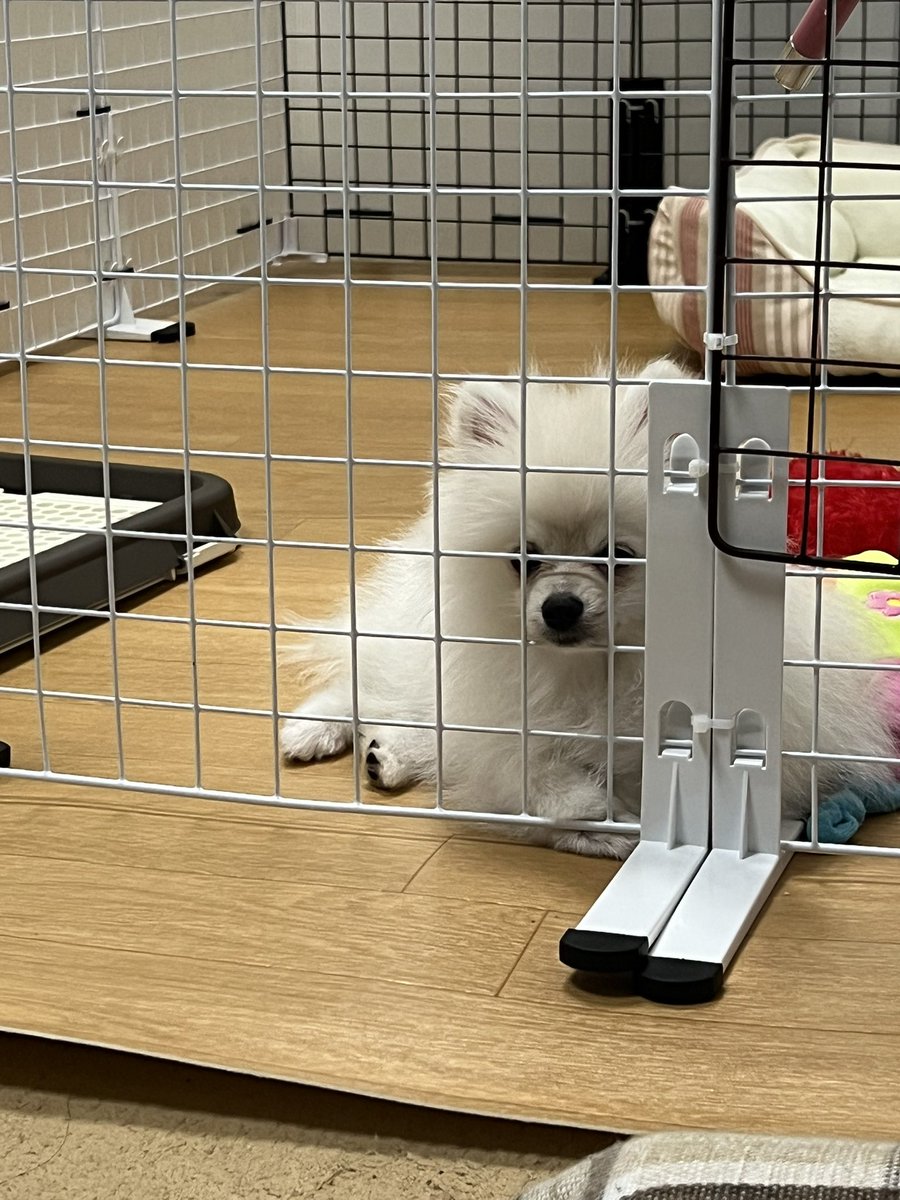 pomemaro112's tweet photo. 構ってほしい時はこうして
網の間に口出し待機🤣www https://t.co/VgVrGRr6Mh