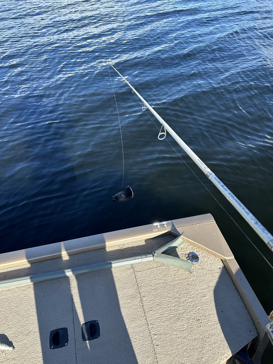 NeilGStein's tweet photo. @TackleWarehouse A bird...literally. Flew under my line, got snagged and ended up in the water. Cut the line, untangled it and thankfully it flew away. https://t.co/lZPuUGuHMf