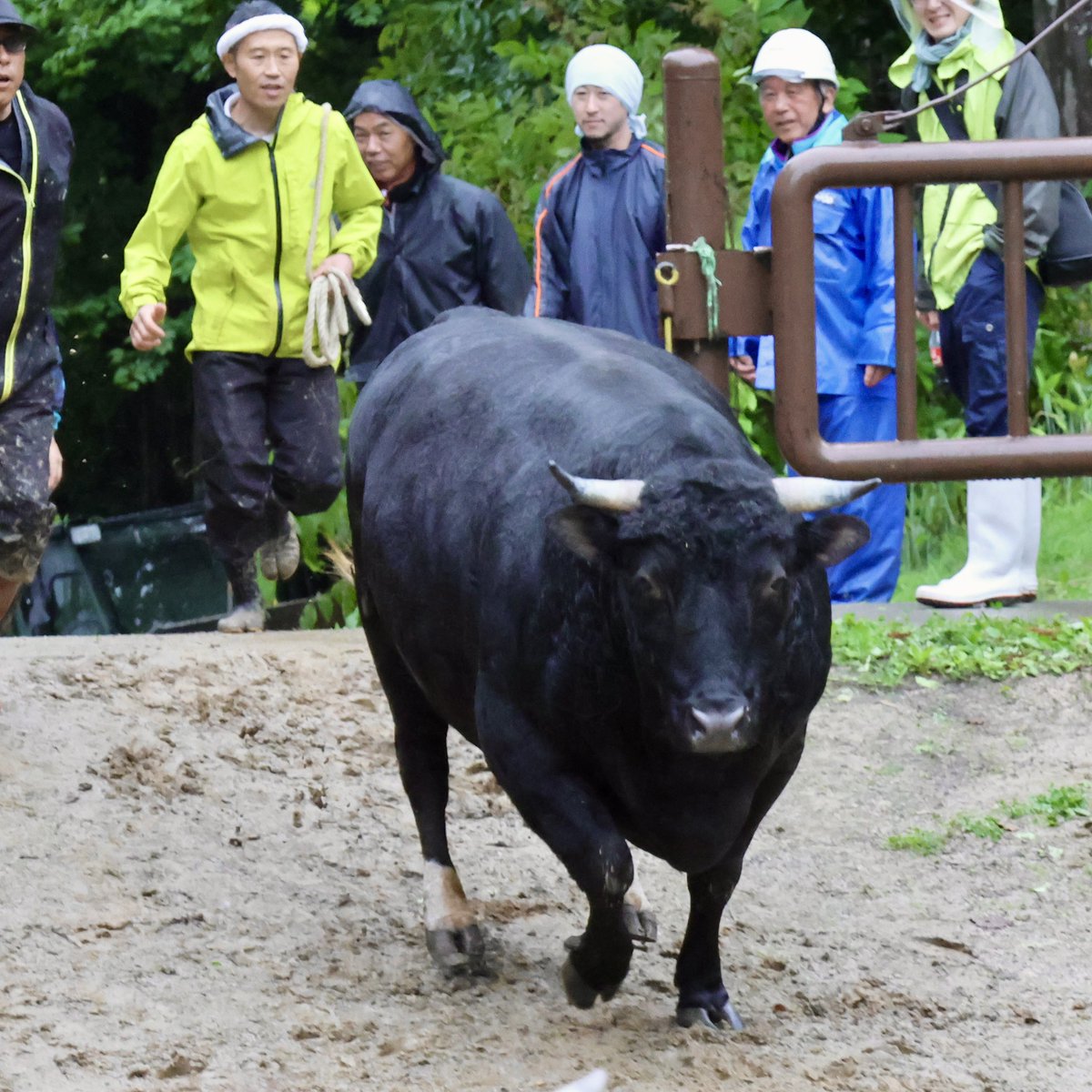 昨日の🌧️どろんこ角突き🌧️
✅たくさん見せ場がありました。
🐂🐂🐂🐂🐂🐂🐂🐂🐂
いつも勢子さんに引かれて
入場するはずなのに
🫨あれ勢子さんが一緒じゃない
足袋履きの山仁が勝手に入場⁉️
次回 #山古志　の #牛の角突き は6月15日です。