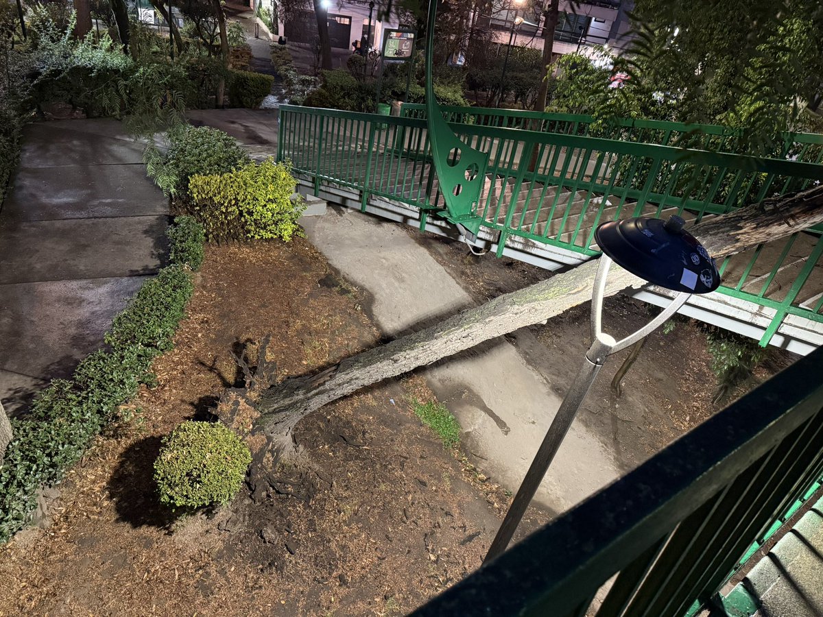 Cayó un árbol en puente peatonal de la glorieta Mariscal Sucre, entre av división del norte y av colonia del Valle <a href="/En_laDelValle/">En la Del Valle</a> <a href="/BJAlcaldia/">Alcaldía de Benito Juárez</a> 25/05/25