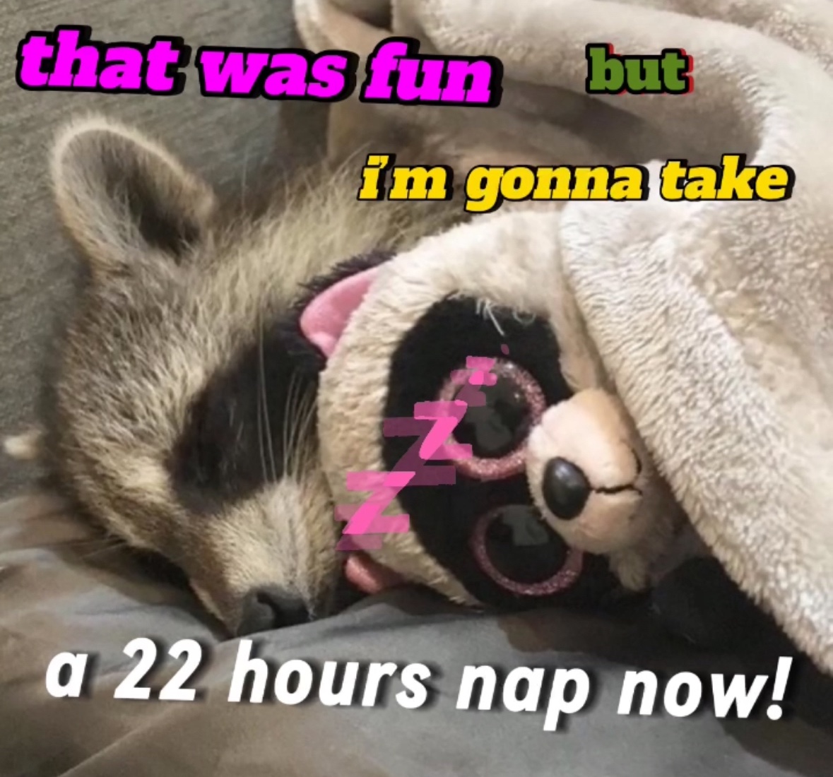 raccoon aesthetic. (@raccoonesthetic) on Twitter photo 