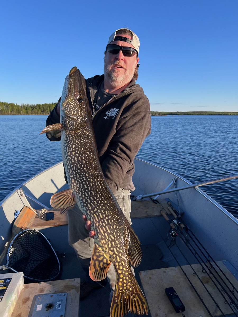 FishDogskin's tweet photo. 2025 season starts with a bang! 🎣 Guest Brian lands 3 #MasterAnglers: a 28" walleye &amp; two #ManitobaMonster pike - 42.5" &amp; 41.5"! 🐟 Here are some pics of his epic haul! Congrats, Brian! Reply with your best catch! 🪝 https://t.co/knwoq8Q8Ar