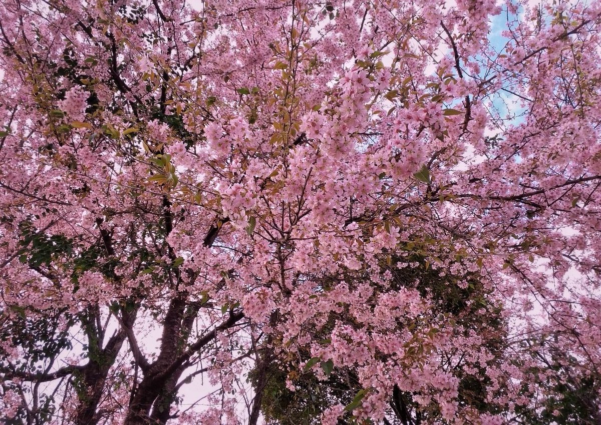 airnewsalerts's tweet image. The first #cherry cargo train is set to roll from Jammu and Kashmir to Mumbai next month. In a first-of-its-kind initiative to transport perishable produce outside Jammu and Kashmir, #Jammu railway division has gotten its first VP indent (a request for the allocation of a full