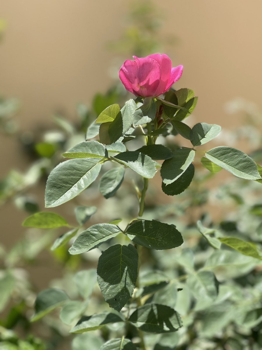 يشرق الصباح و تشرق معه الأمنيات كل صباح يأتى حاملاً معه الأمل .. و مع كل شروق شمس تشرق أمانينا .. فافتحوا نافذة الصباح  .. بكل امل ان القادم اجمل.. 🤍

            صـــــباح الخيــــــــــر 🌾🌾