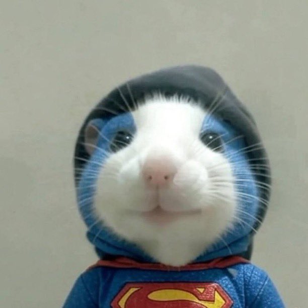 <a href="/JamesWynnReal/">James Wynn</a> $hoodrat ready to moon 🧀🐀@hoodratonsol