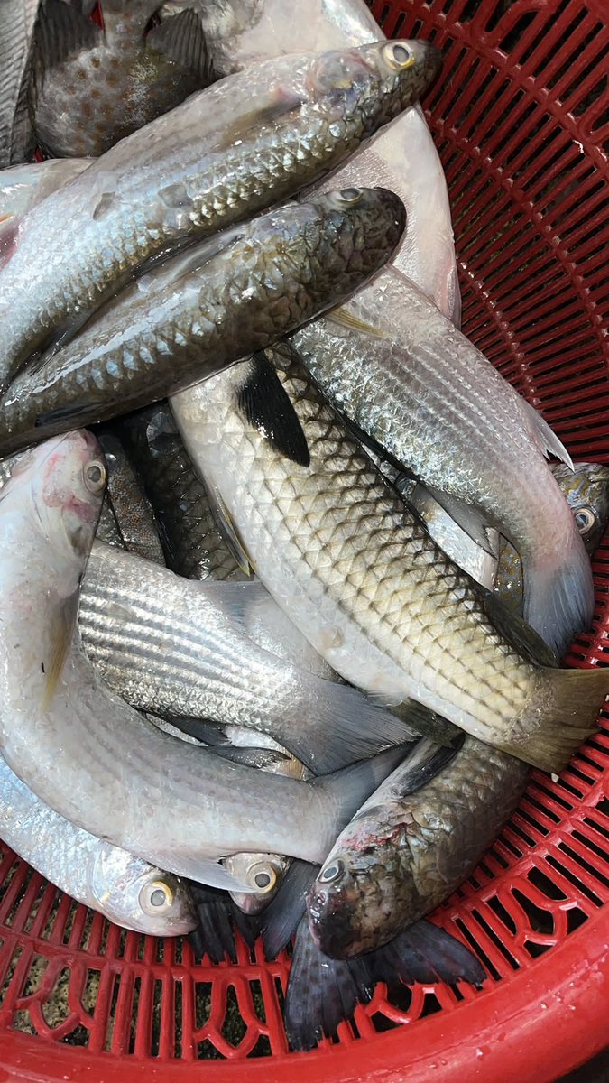 Pangsan Sibungsu Harahap tweet media