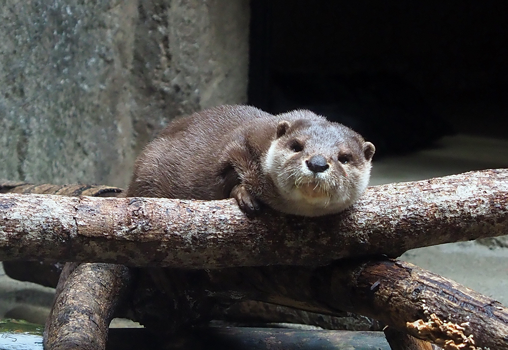 鹿児島カワウソ・ジロウ老師 : Das Otterhaus 【カワウソ舎】旧