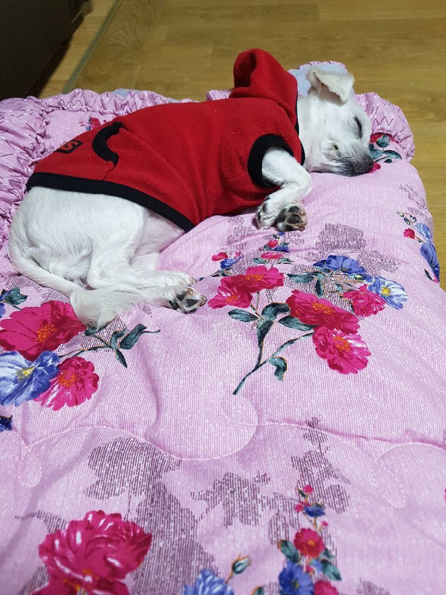 권영국 후보의 반려견 말이가 꽃무늬 방석 위에서 잠들어 있습니다.
