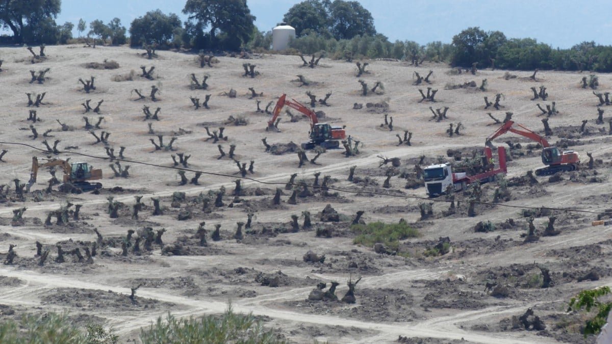 Aristogiton_'s tweet photo. unos 13.000 serán talados por expropiación. Sin embargo, colectivos ciudadanos como la Plataforma Campiña Norte contra las Megaplantas Solares aseguran que la cifra real asciende a unos 100.000 olivos. https://t.co/omik9ZOtt4