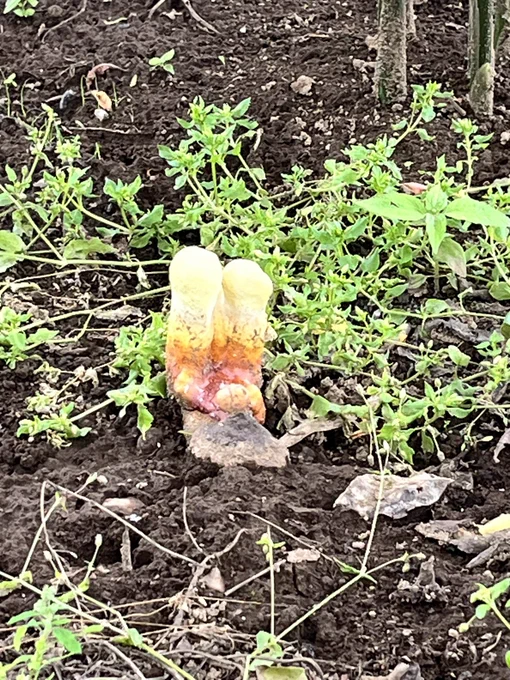 庭にちくわが生えてきた 