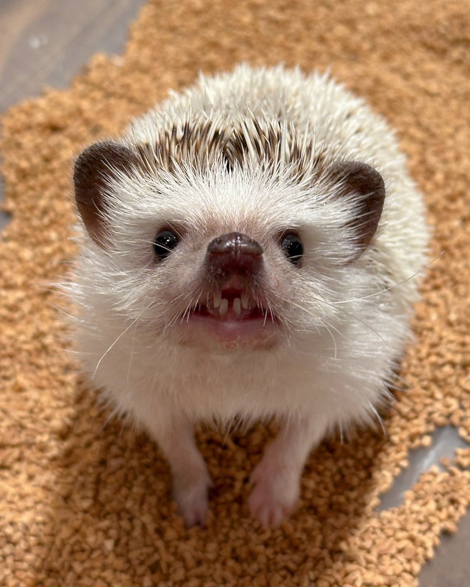 ちょこんとお座りハリちゃん（変顔ver.）🦔 #動物カフェ #ハリネズミ