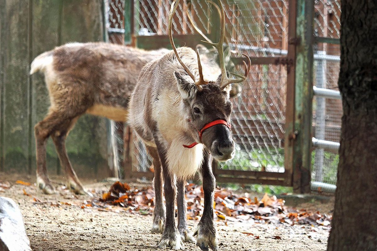 トナカイ 幌延町 トナカイ観光牧場