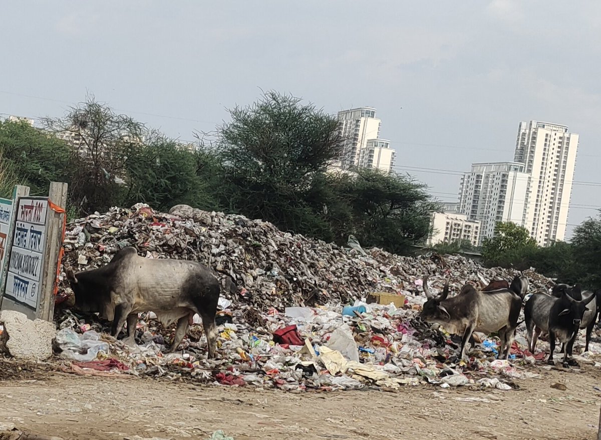 Dr. Satya Sahay, ICMR-NIP, Women Scientist, Delhi (@satyasahay2) on Twitter photo <a href="/MCManesar/">Municipal Corporation Manesar</a> CMC Ayush Sir need your intervention please 🙏
Garbage has been dumped infront of Microtek Greenburg, Sec-86 ward -20. Situation is getting worst day by day. <a href="/MCManesar/">Municipal Corporation Manesar</a> CMC Ayush Sir need your intervention please 🙏
Garbage has been dumped infront of Microtek Greenburg, Sec-86 ward -20. Situation is getting worst day by day.