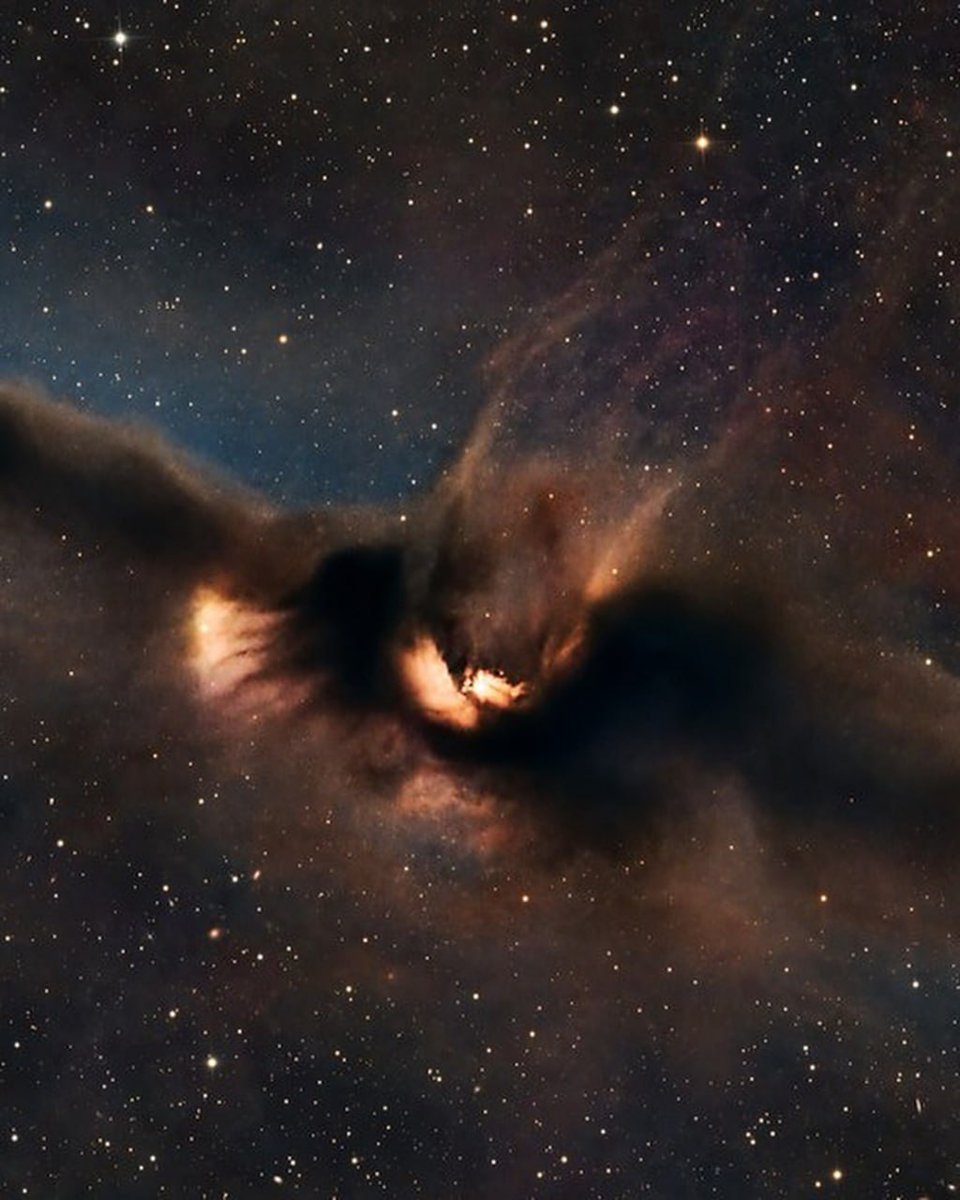 konstructivizm's tweet photo. At a distance of 1,400 light-years, the constellation Ophiuchus hides not darkness, but a maternity ward for stars.

This dense cloud of dust and gas is so thick that it blocks out even the light of stars and nearby nebulae. But inside, everything is boiling: young stars have already lit up this “space bat,” and now they illuminate the nebula from within.

12 light-years long, the light is reflected, the shapes shimmer — and all this creates the feeling that before us is cosmic mythology in real time.