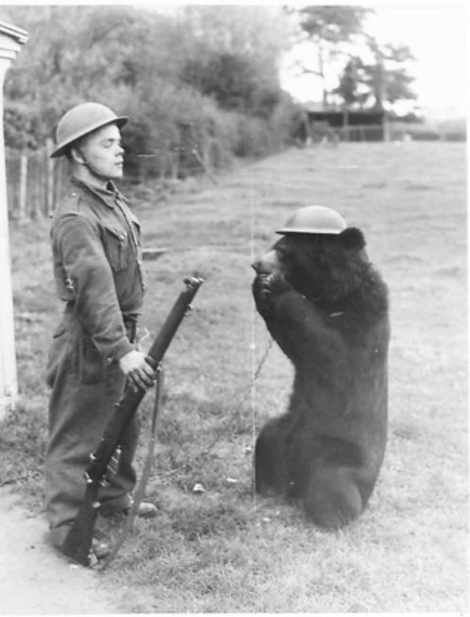 Thorley_forDad's tweet image. Bit of fun history 😆
Billy, a full grown Himalayan bear, served with the 5th battalion, Kings Shropshire light infantry during WW2 on home defence duty. Seen here in 1941.
#ksli #WW2 #mascot