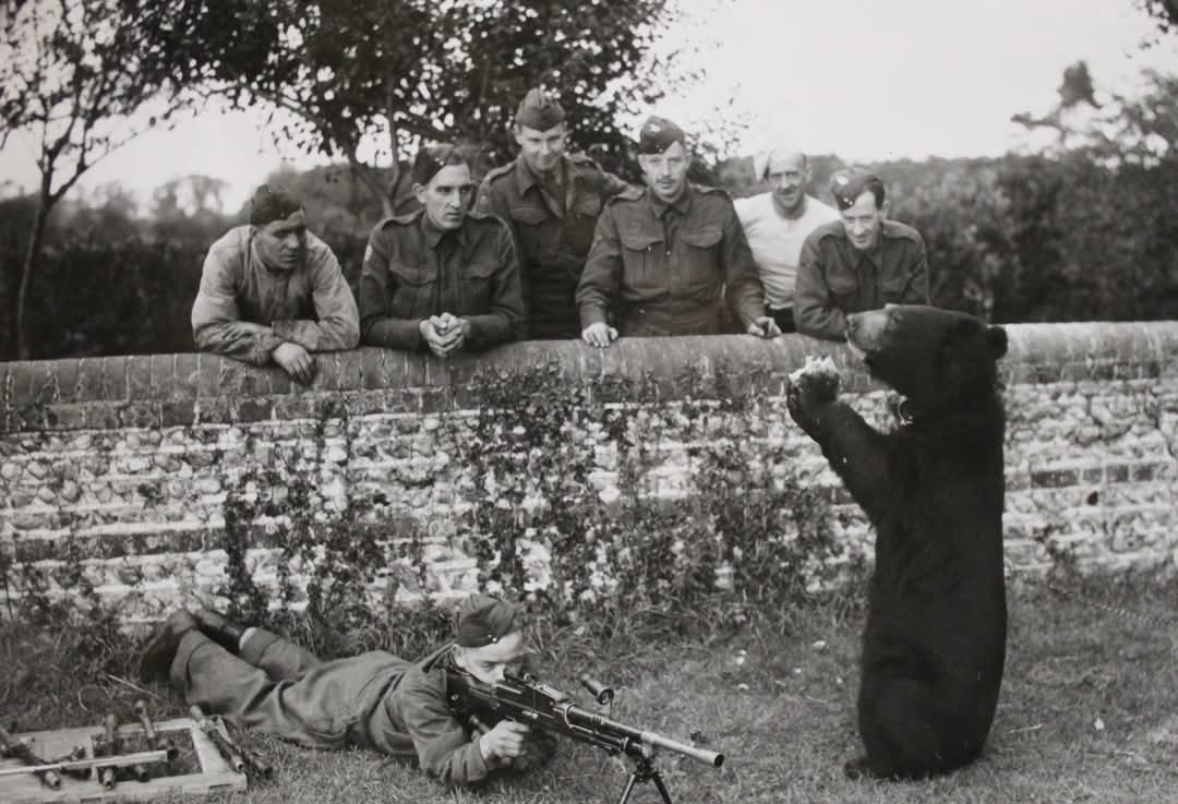 Thorley_forDad's tweet image. Bit of fun history 😆
Billy, a full grown Himalayan bear, served with the 5th battalion, Kings Shropshire light infantry during WW2 on home defence duty. Seen here in 1941.
#ksli #WW2 #mascot