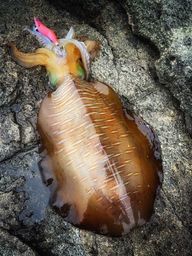 先日のエギンガーさんから　前に出し過ぎた烏賊写真もらいました🤣
#宇龍磯　#クケ