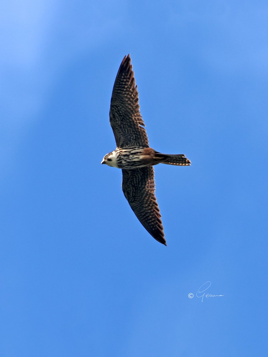 Gemma (@bc_gemma) on Twitter photo Hobby hunting dragonflies, Co. Waterford 25/05/25 - with <a href="/dennisballyc/">Knockaballybirder</a>.
A rare visitor to Ireland, and a very nice find by <a href="/arlojacques5/">arlo jacques</a> . Hobby hunting dragonflies, Co. Waterford 25/05/25 - with <a href="/dennisballyc/">Knockaballybirder</a>.
A rare visitor to Ireland, and a very nice find by <a href="/arlojacques5/">arlo jacques</a> .