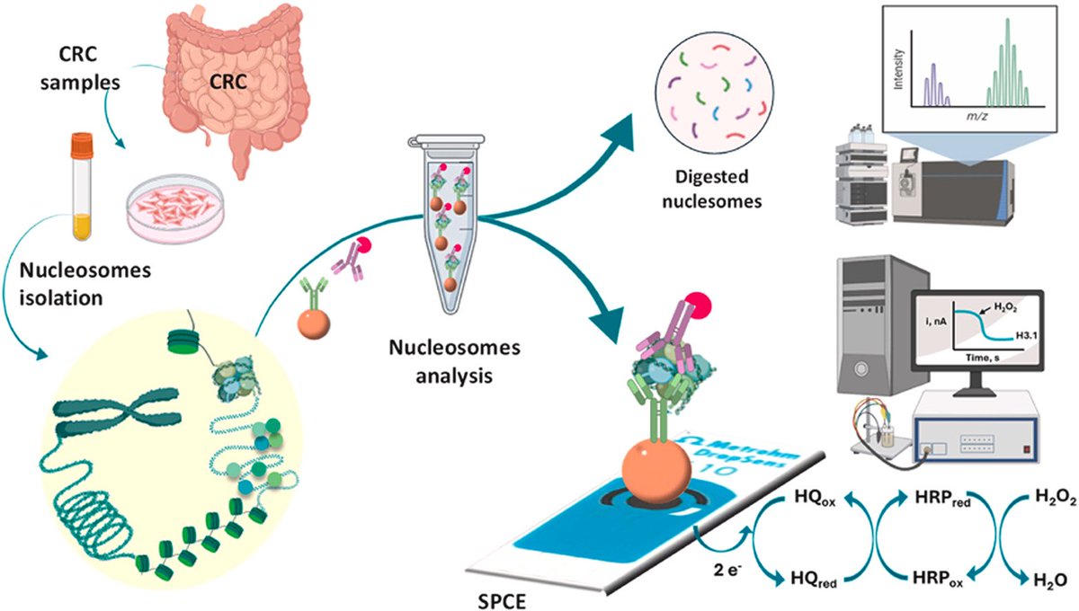 Electroanálisis y (Bio)sensores Electroquímicos (@gebeucm) on Twitter photo Happy to share the final version of our new paper in collaboration with <a href="/ProteoFun/">Barderas' Lab</a>: Determining and characterizing circulating nucleosomes in advanced can... sciencedirect.com/science/articl… Happy to share the final version of our new paper in collaboration with <a href="/ProteoFun/">Barderas' Lab</a>: Determining and characterizing circulating nucleosomes in advanced can... sciencedirect.com/science/articl…