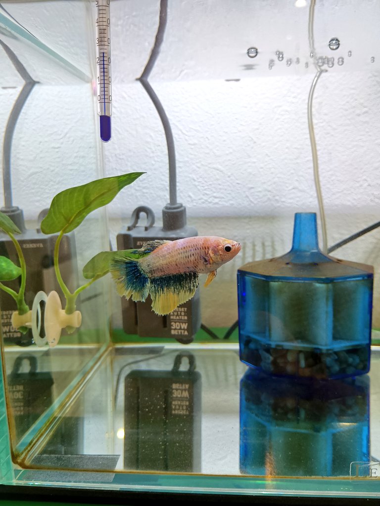 betta17maru's tweet photo. 水換えする時初めてカルキ抜き入れ忘れた…途中で気づいたからまだよかったけど、ごめんね〜😭 https://t.co/xf8vSTuPGO