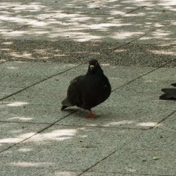 did you guys know pigeons stand on one foot to conserve heat when they’re cold? i didn’t. 

(taken at a park in tokyo) #photography