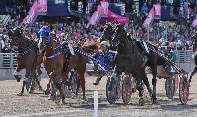 Idéal San Leandro will continue his career at Björn Goop in Sweden.

Richard Westerink remains the owner. 

He mentioned this weekend the horse loves the flat tracks and shorter distances. Those are hard to find in France.

Looking forward to Idéal his next performances 😍
