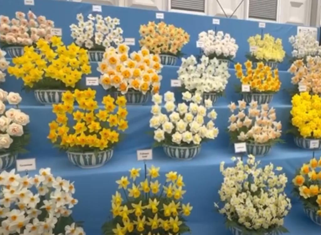 Adam Taylor @taylorsbulbs talks to <a href="/Kenthegardener/">Ken Crowther</a> about how to get a #daffodil display ready for #ChelseaFlowerShow2025 in May

Watch online now👉bit.ly/43B5fMw

#GardeningX #gardening #flowers
