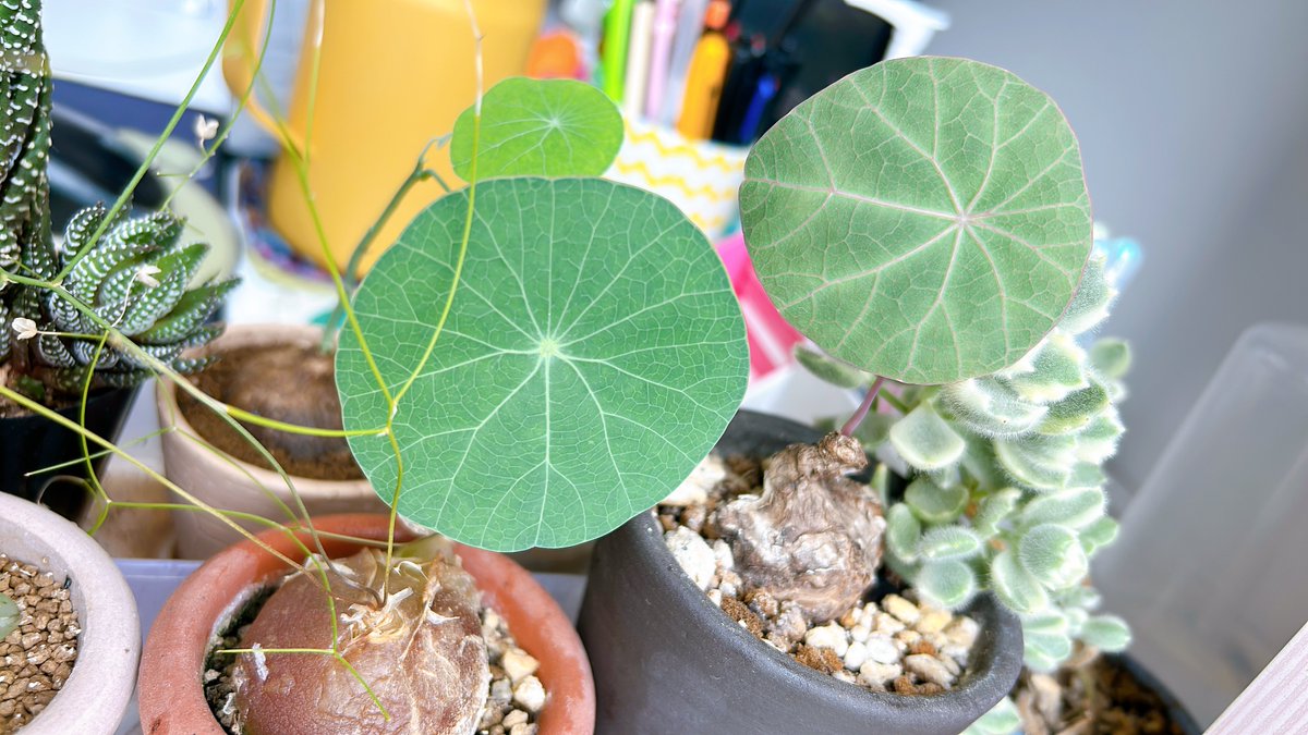 1렉타는 수꽃인데 2렉타는 꽃을 아예 안만드는 대신에 잎을 왕크게 만듦ㅋㅋㅋㅋ 옆에 노바보다 더 크게(….) 너는…에렉타잖아…