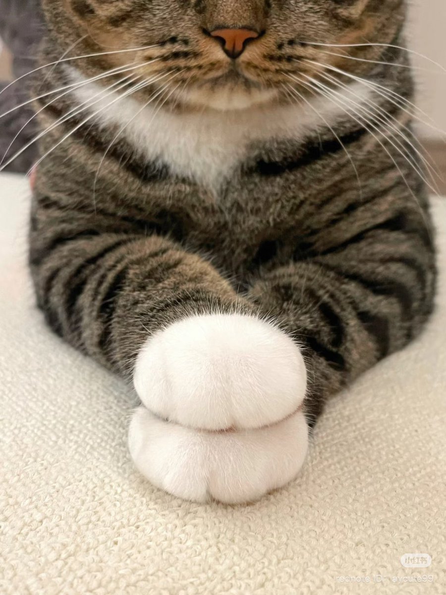 癒しの動物 tweet media