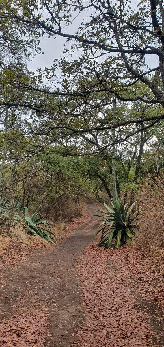 Chazaam3's tweet photo. Seguimos acumulando km al corazón y al Alma con él favor de DIOS y mi Padre desdé él cielo 🕊☝🏼🙏🏼
Objetivo ➡️🐢🏃🏻‍♂️🦖🏃🏻🦖 #MaratonCDMXTelcel2025 🇲🇽
#ParqueNacionalBosquedeTlalpancdmx 🇲🇽  Millones de bendiciones para tod@s ustedes de corazón 🙏🏼🕊☝🏼 https://t.co/QmAjIbBFmQ