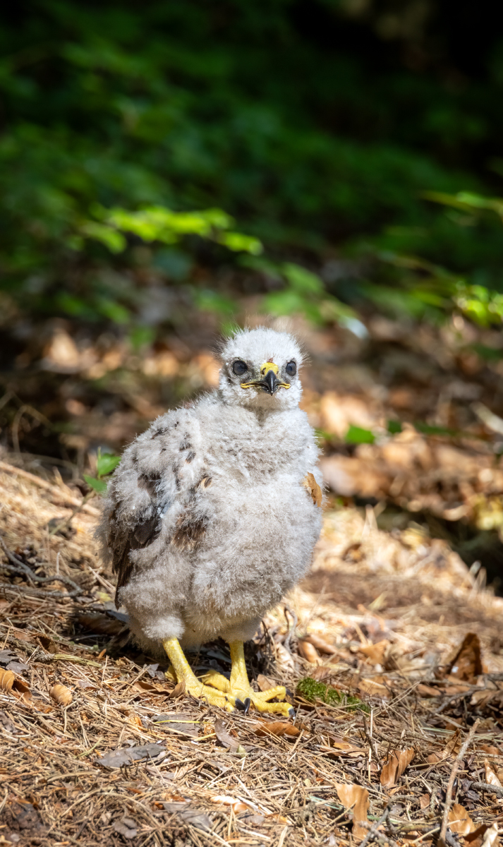 Dobrých zpráv není v šílené době nikdy dost, tak jeden krásný příběh ze včerejška...

Narazil jsem na ptačí mládě nějakého dravce smutně postávající v lese, z odstupu ho cvaknul teleobjektivem a širokým obloukem obešel.
1/5
