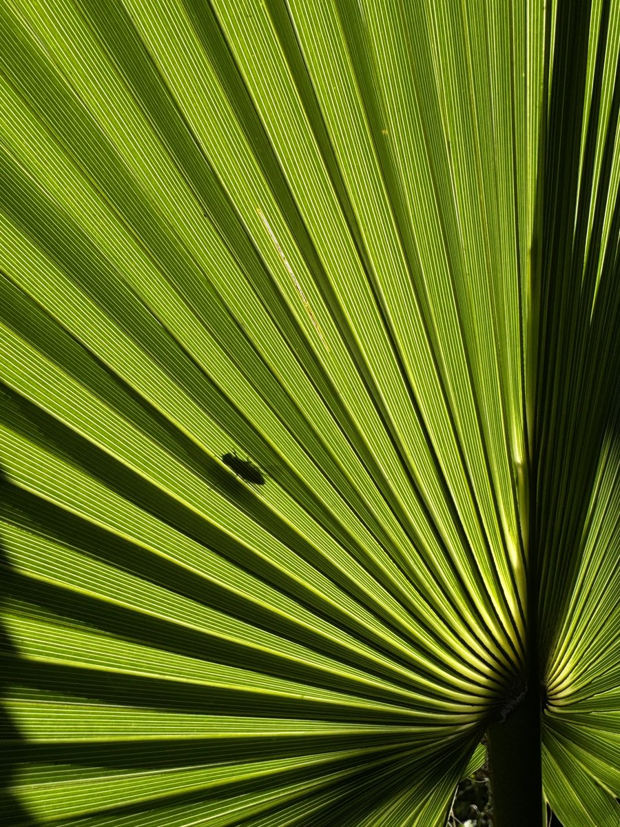 A fly through a palm frond.