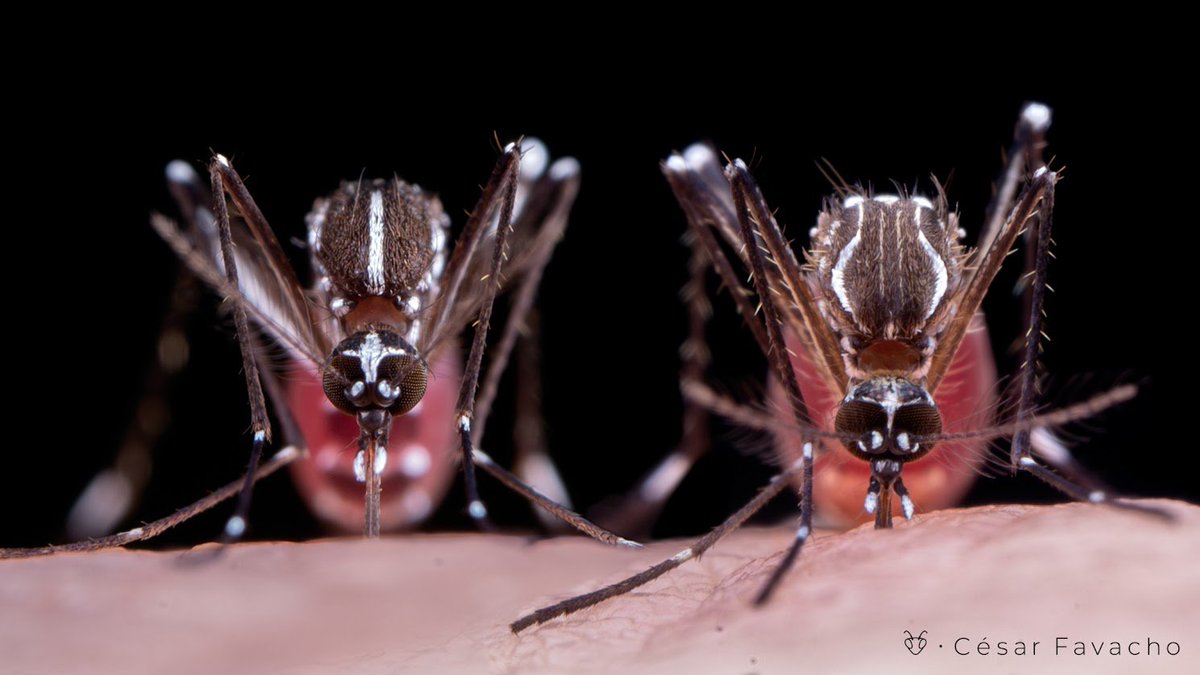 César Favacho ~ Inseto e outros bichinhos 🐜🦗🪲🪳 tweet media