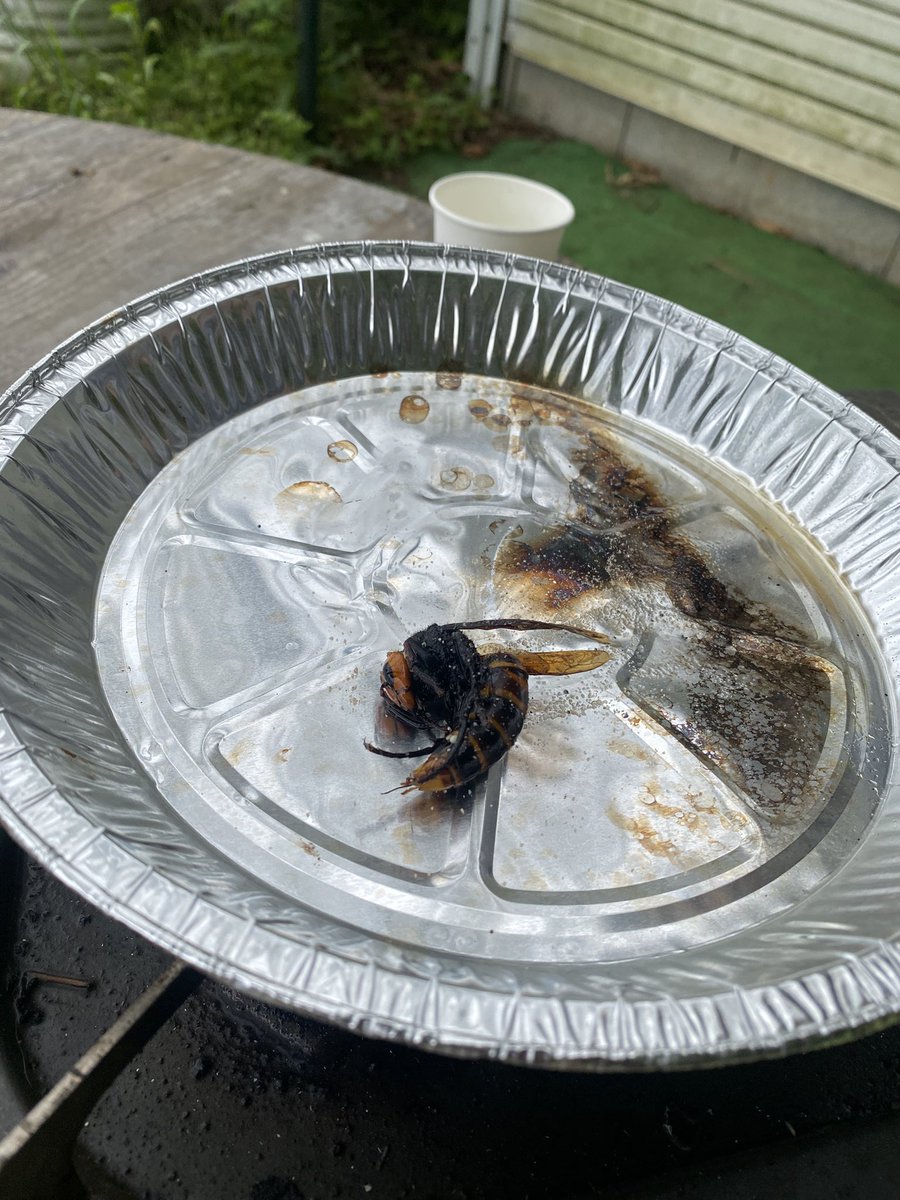 オオスズメバチの女王が出てくるシーズン🐝
当社にお勉強に来てるお弟子君が突然
🙎‍♂️「これ食べてみても良いですか？」
私「？？？？？」
お弟子君は恐ろしい、、、。

外骨格が硬いけど美味しいらしいです。

#養蜂 #オオスズメバチ #みつばち #昆虫食