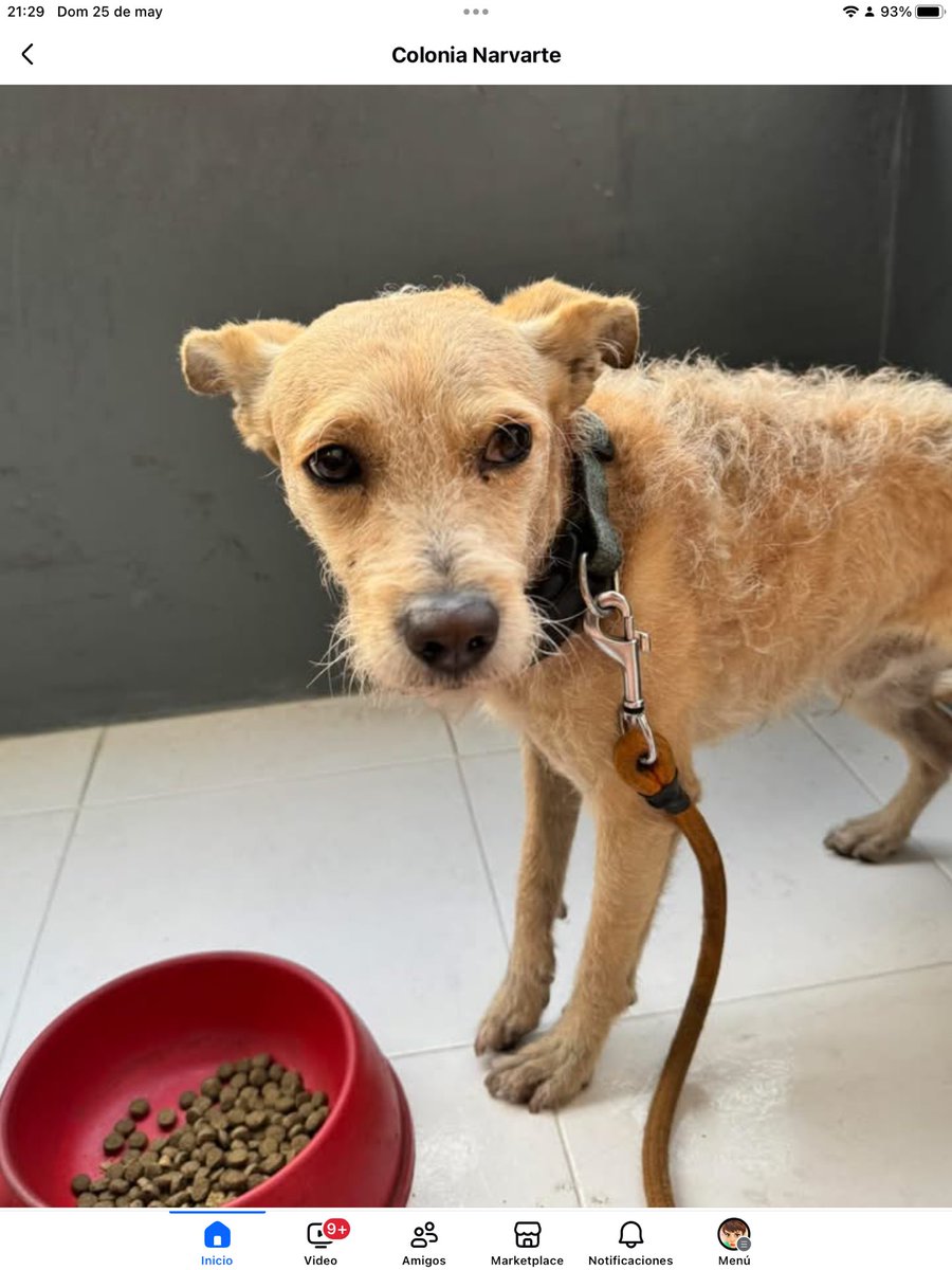 Marianaonshine's tweet image. Comparto en resguardo, encontrado @En_Narvarte @En_laDelValle @NarvarteVecinos @LaNapolesCdMx @La_Portales @ColIndependenc1 @MascotasSismo @perrososmx @PrrosPerdidosMX