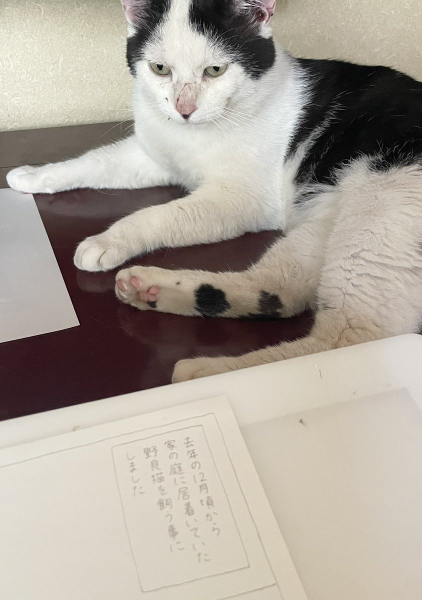 家猫ごんた