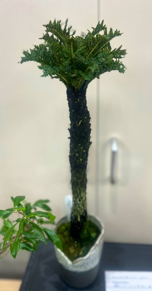 Corporation__T's tweet photo. ブレクナム ギッバム ドワーフ 
#Blechnum gibbum Dwarf https://t.co/YVZ1kXYiKm