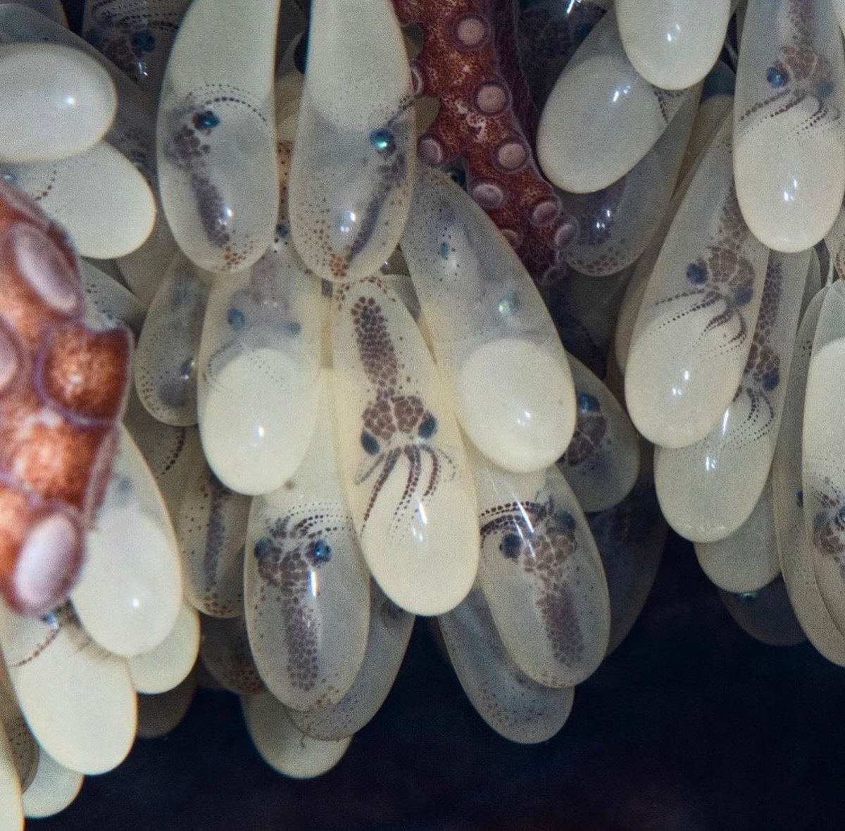 Octopus Egg study [2019-2020]
I forgot who took the photograph.sorry