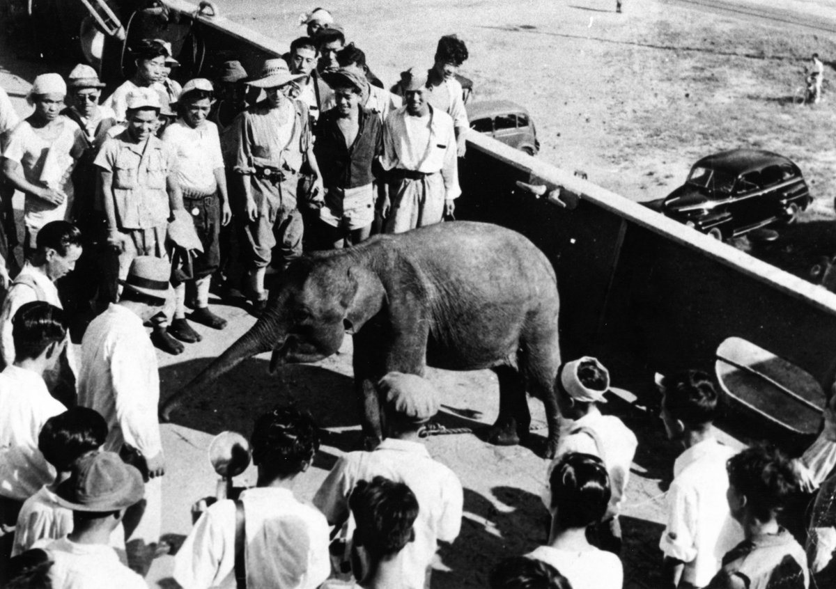 本日5/26はアジアゾウ「はな子」の命日です🐘
「はな子」が晩年69歳までくらしたゾウ舎には今年も献花台を設けています💐

1949年、猛獣処分により国内の動物園に大型動物がほとんどいない中、子どもたちの願いに応じ来日したのが、当時タイの王室ゆかりの農園でくらしていた２歳の「はな子」でした🚢