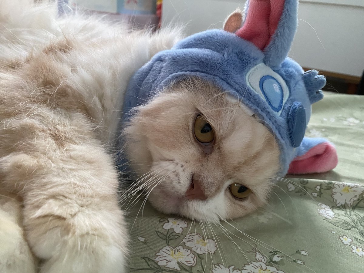 mocibiw's tweet photo. Sesungguhnya  beliau sudah bete https://t.co/xdjbHZEHCT