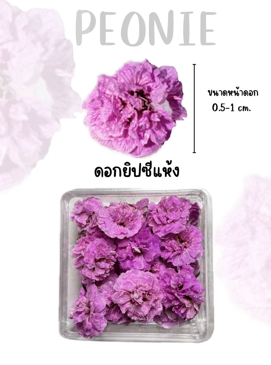 s.shopee.co.th/AKOK6AuTMQ