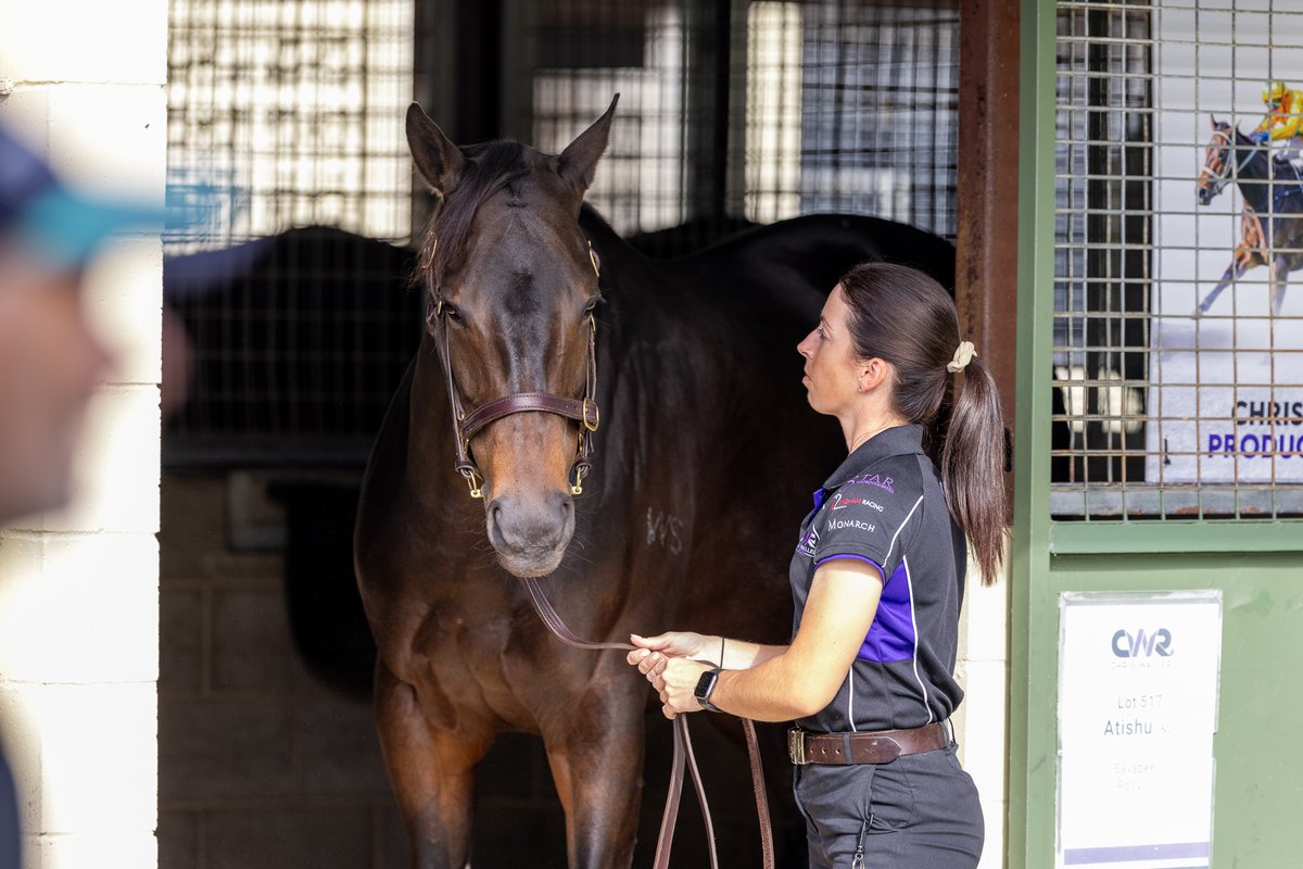 Triple Group One winner Atishu prepares for another inspection parade on the Gold Coast. Atishu is a star member of the <a href="/cwallerracing/">Chris Waller Racing</a> draft for her <a href="/_GoRacing/">GoRacing</a> connections and goes under the hammer tomorrow. 
#MMNational2025