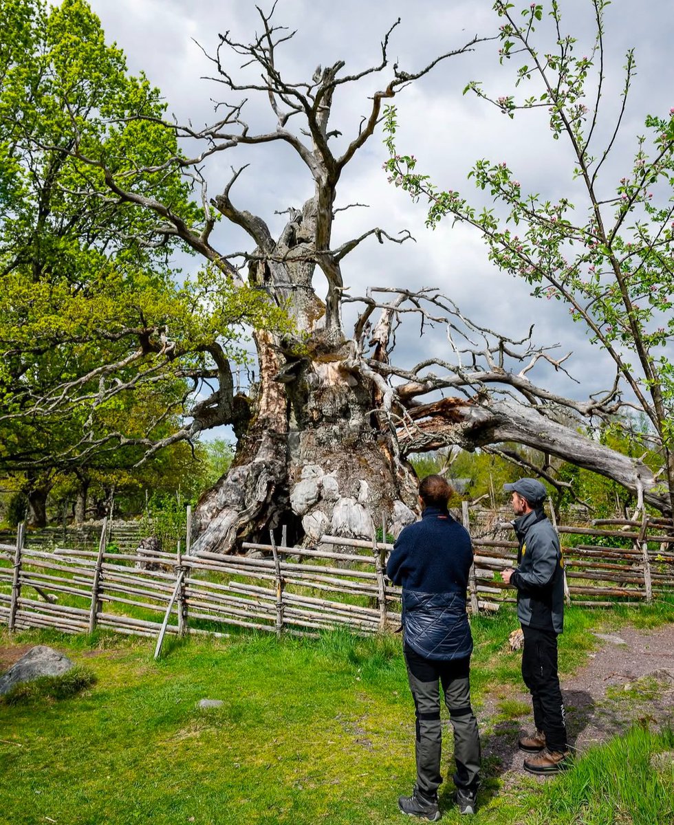 - Ministry of Swedish Oaks 🇸🇪 - tweet media