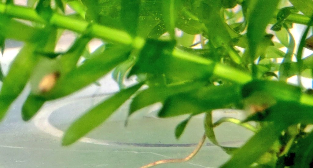 キルスティン・ダンスト