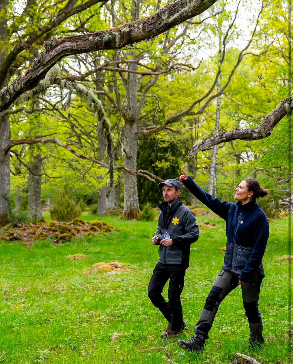 - Ministry of Swedish Oaks 🇸🇪 - tweet media