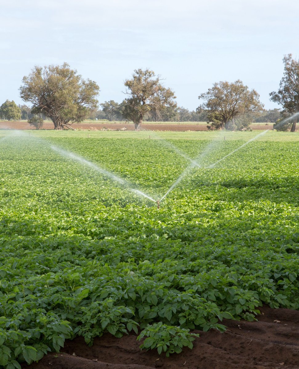 WA Potatoes tweet media