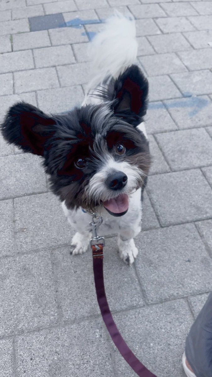 혼자 보기 아까운 칸이 사진
팔랑팔랑 크고 쫑긋쫑긋한 귀가 매력적인 강아지 칸이도 가족찾고 있어요

볼 주변의 털만 약간 빛바랜 갈색인 게 또 귀욤